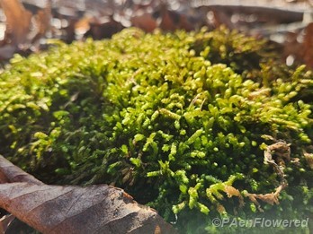 Silver moss patch