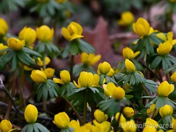 Plants in flower