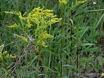 Plants in flower