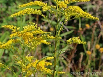 Plants in flower