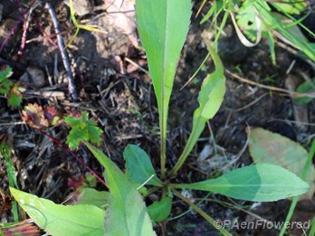 Basal leaves
