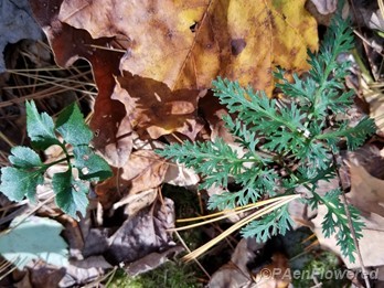 Blunt lobed &  dissected grape ferns