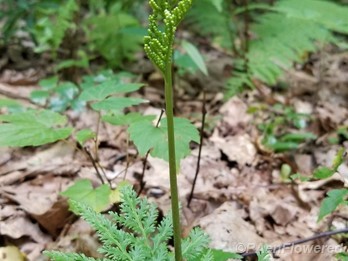 Dissected form with immature sporophore