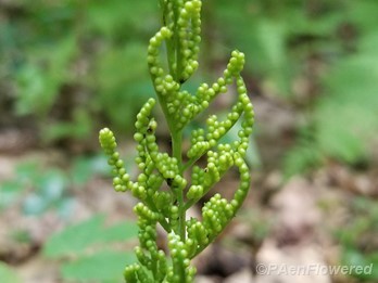Sporophore