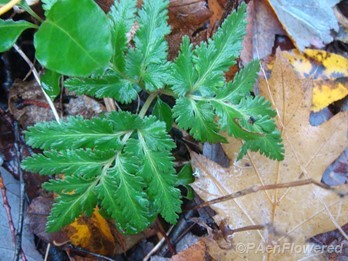 With oak leaf
