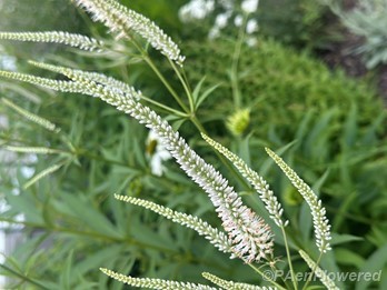 Plant in bloom