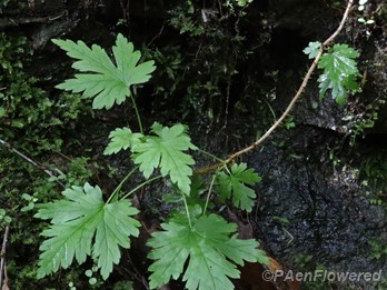 Trailing plant