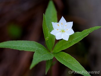 Flower with leaves