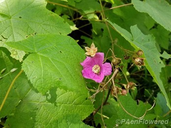Purple-flowering raspberry
