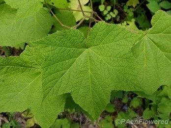 Flowering Raspberry
