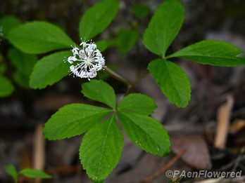 Plant in flower