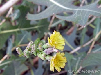 Prickly lettuce