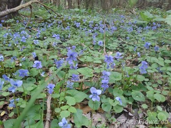 marsh blue violet