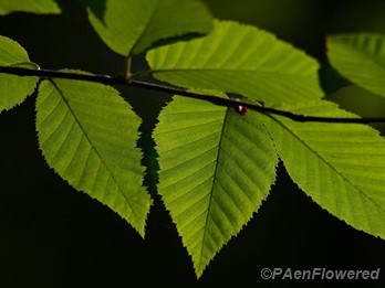 Leaves