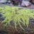 Lichens, Mosses & Liverworts