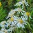 Natives In Bloom
