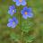 Plant Forum