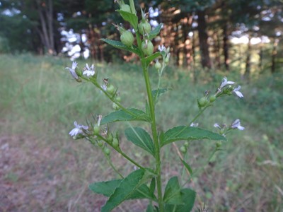 Indian Tobacco