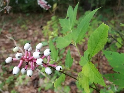 White Baneberry – DeGroot's Nurseries