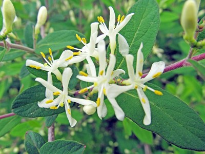 Morrow's Honeysuckle - Flora of Pennsylvania