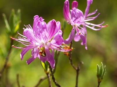 bollywood rhododendron Rododendron