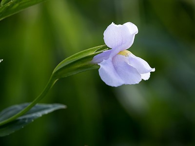 monkeyflower21156M4.jpg?v=