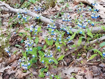 The Black Eyed Peasレディースライトブルー Blue-Eyed Mary - Flora of Pennsylvania