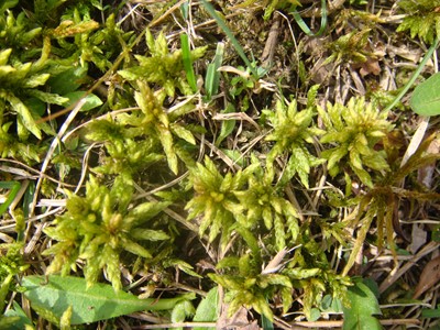 Peatmoss - Flora of Pennsylvania