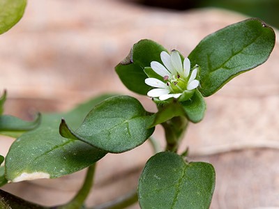 Chickweed - Flora of Pennsylvania