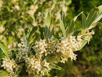 Autumn Olive - Flora of Pennsylvania
