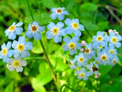 True Forget-Me-Not - Flora of Pennsylvania