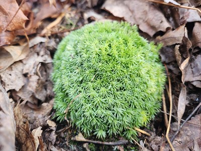 Pincushion moss - Flora of Pennsylvania