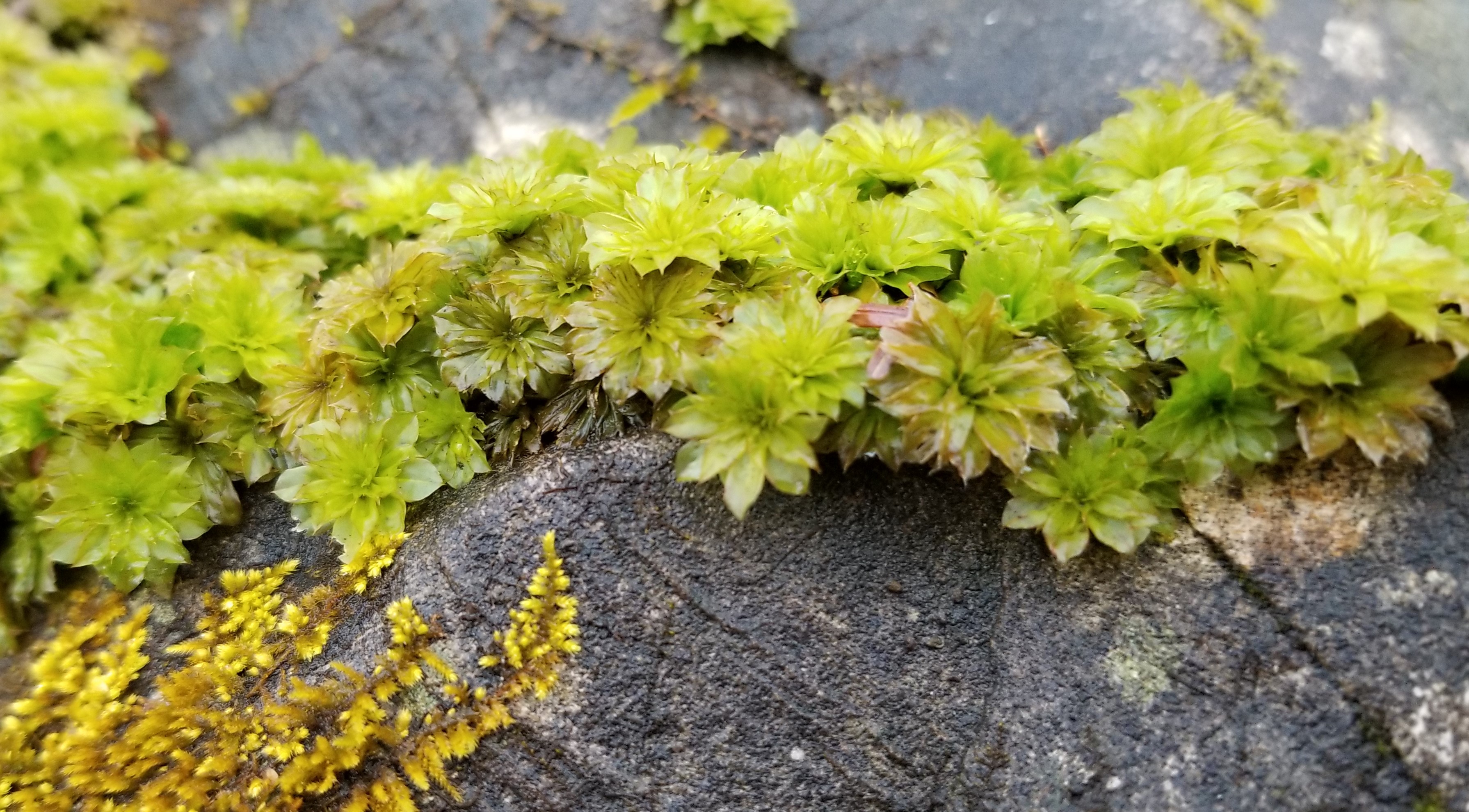 Mosses of Pennsylvania - Flora of Pennsylvania