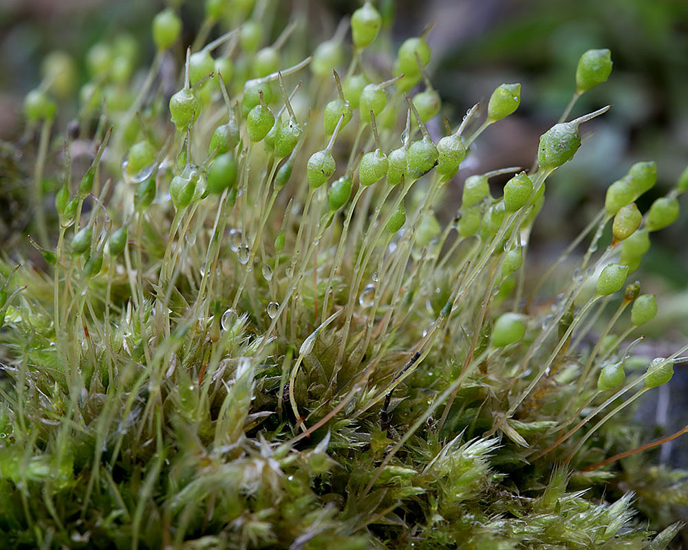 Mosses of Pennsylvania - Flora of Pennsylvania