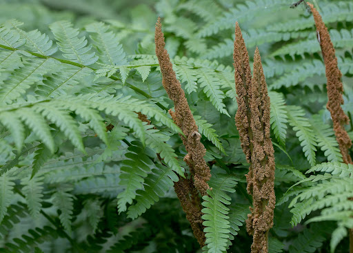 spores