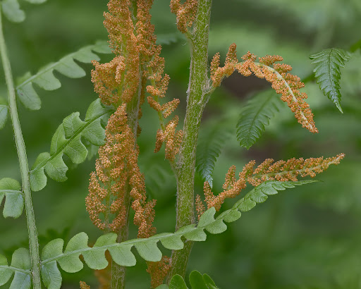 spores