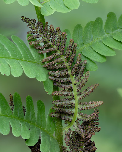 spores