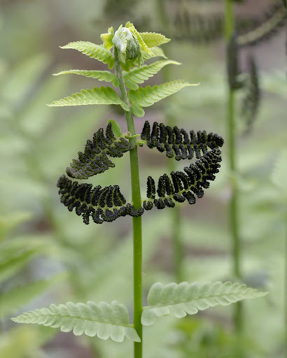 spores