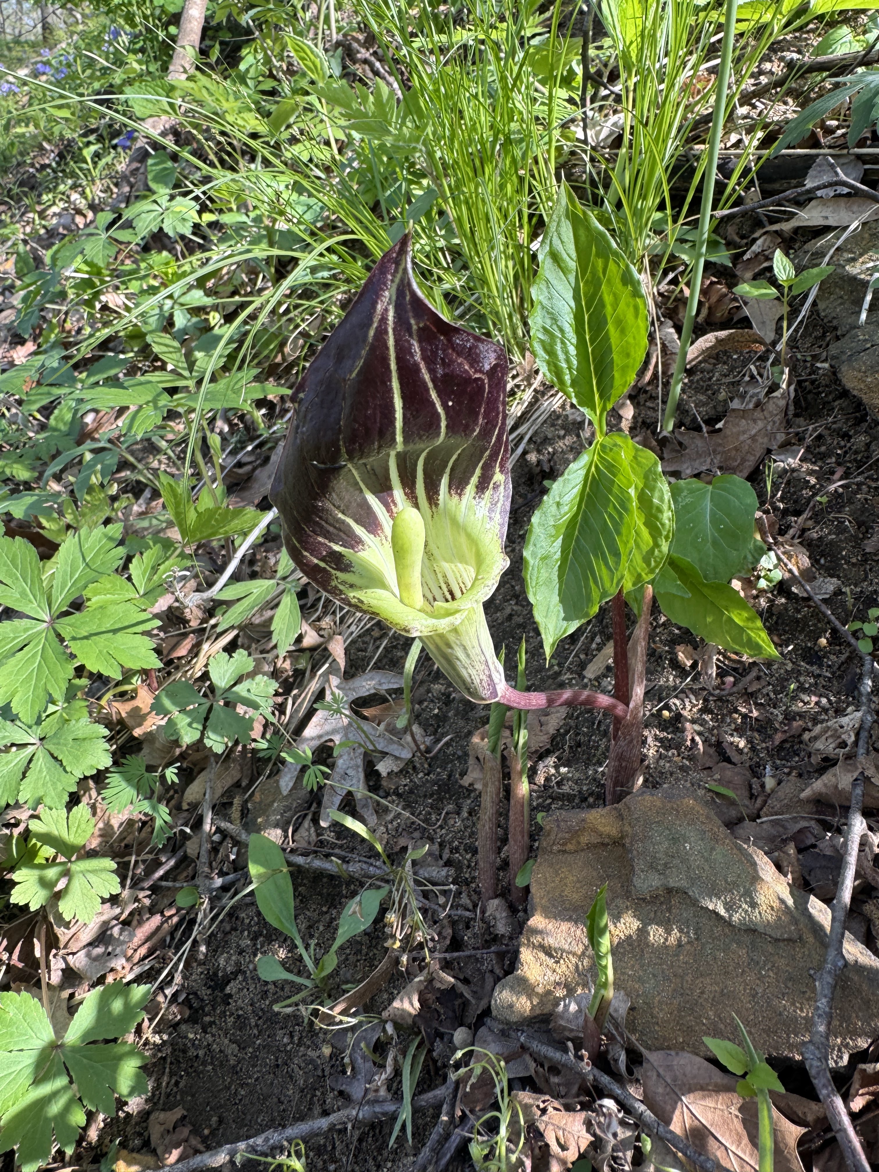 Jack-in-the-pulpit flower