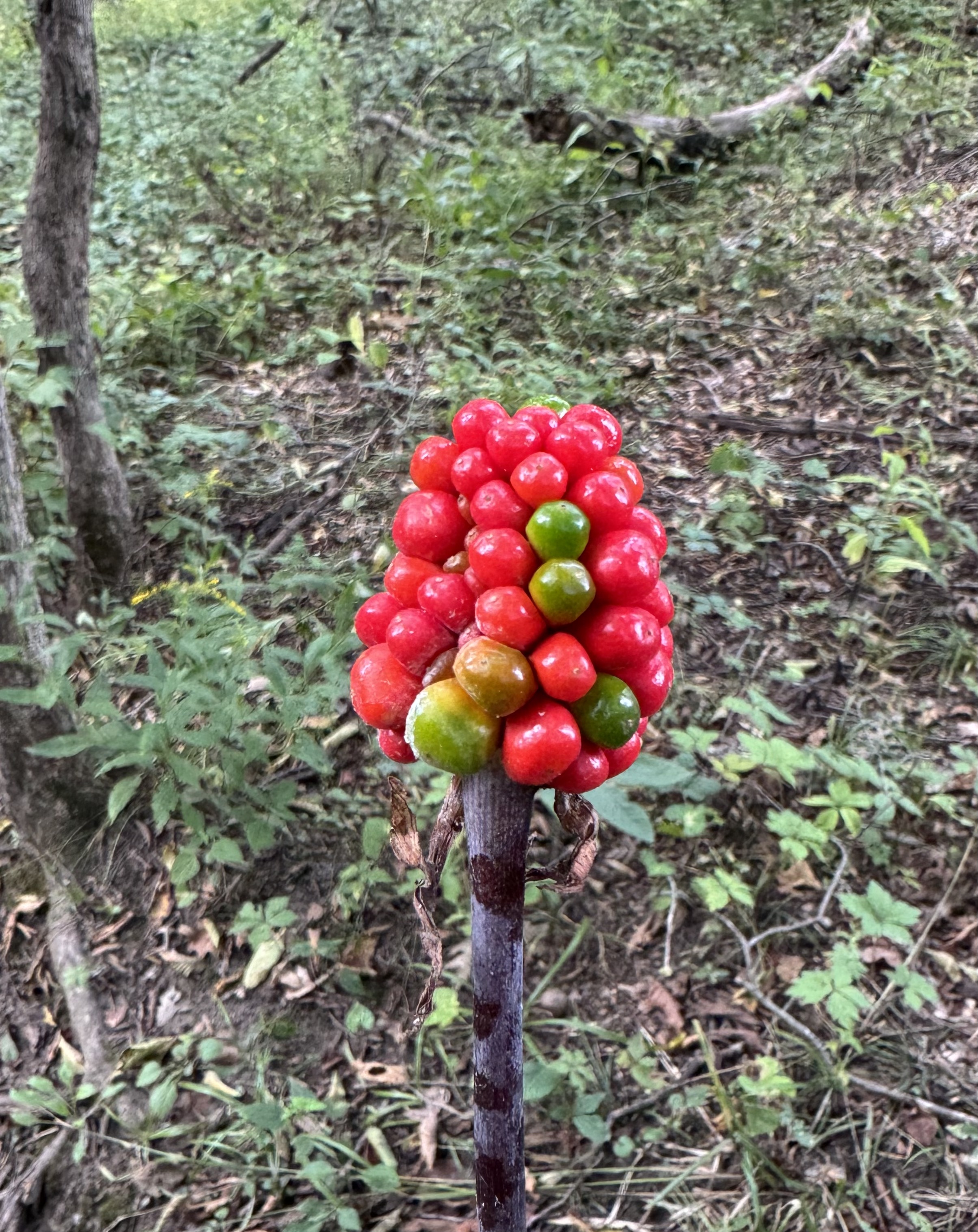 Jack-in-the-pulpit fruit.