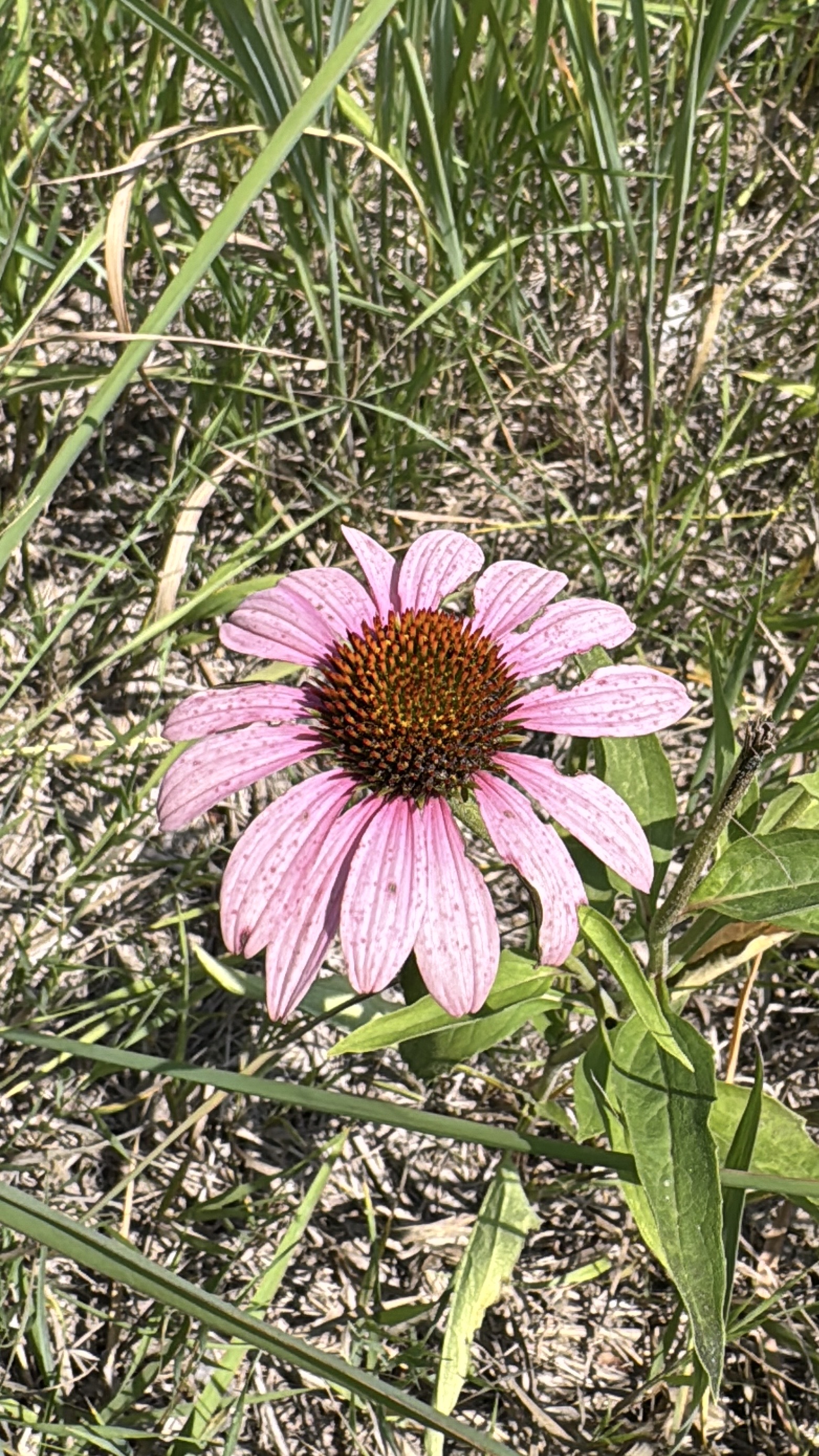 Purple Coneflower flower