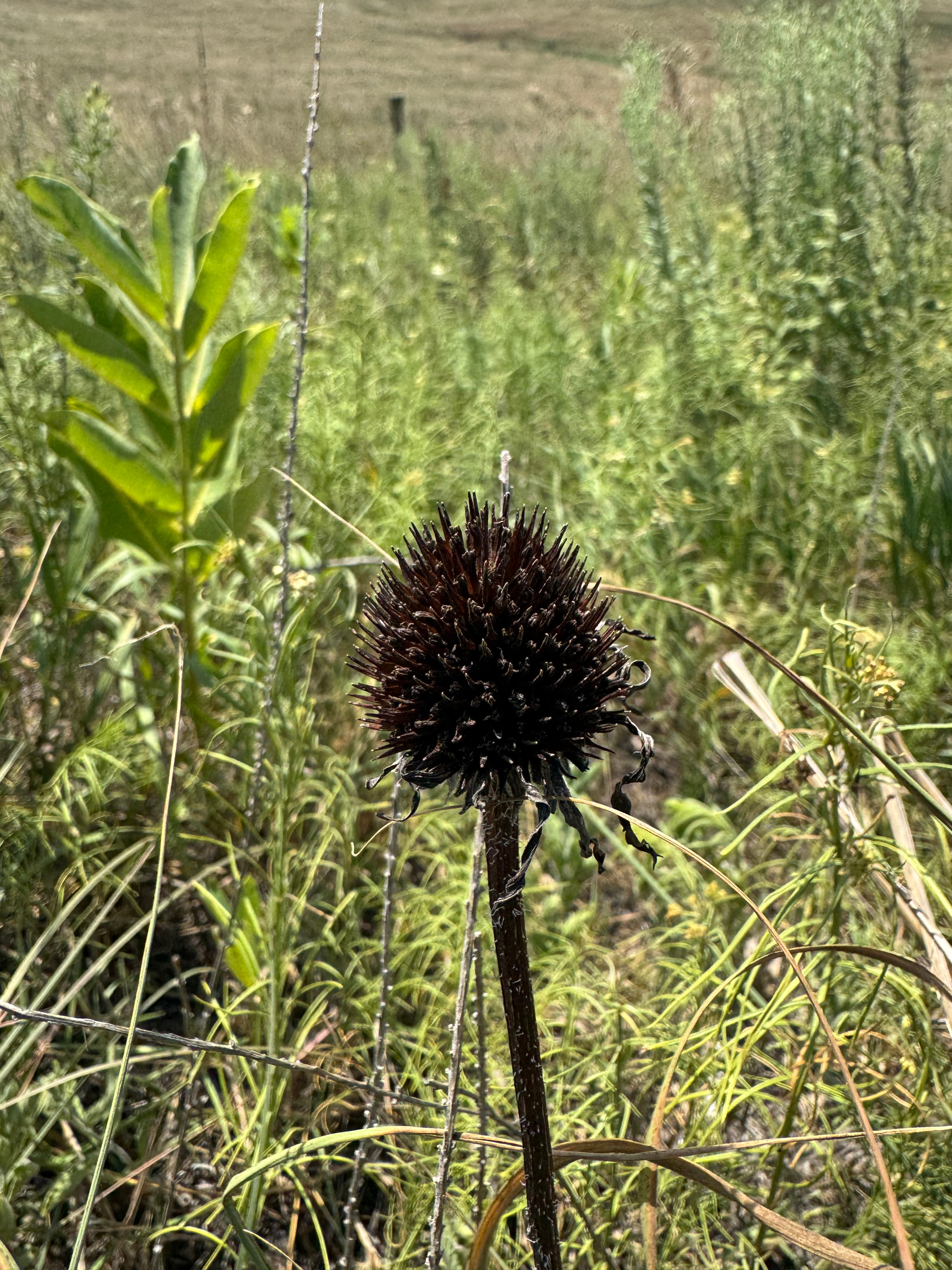 Purple Coneflower seed head