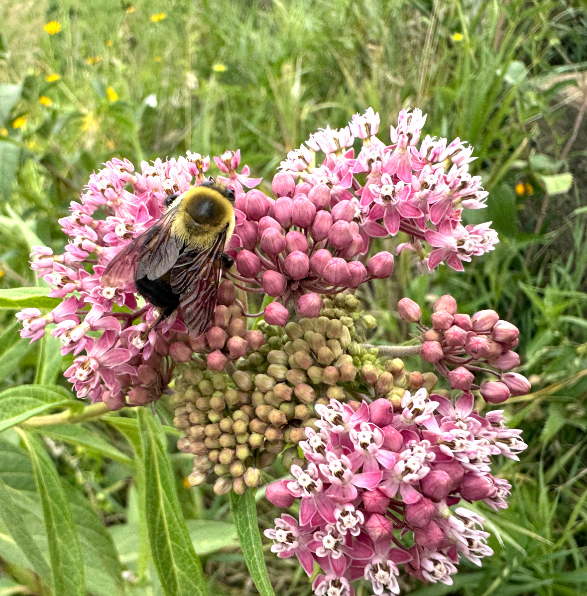 Milkweed Flower with bumblebee