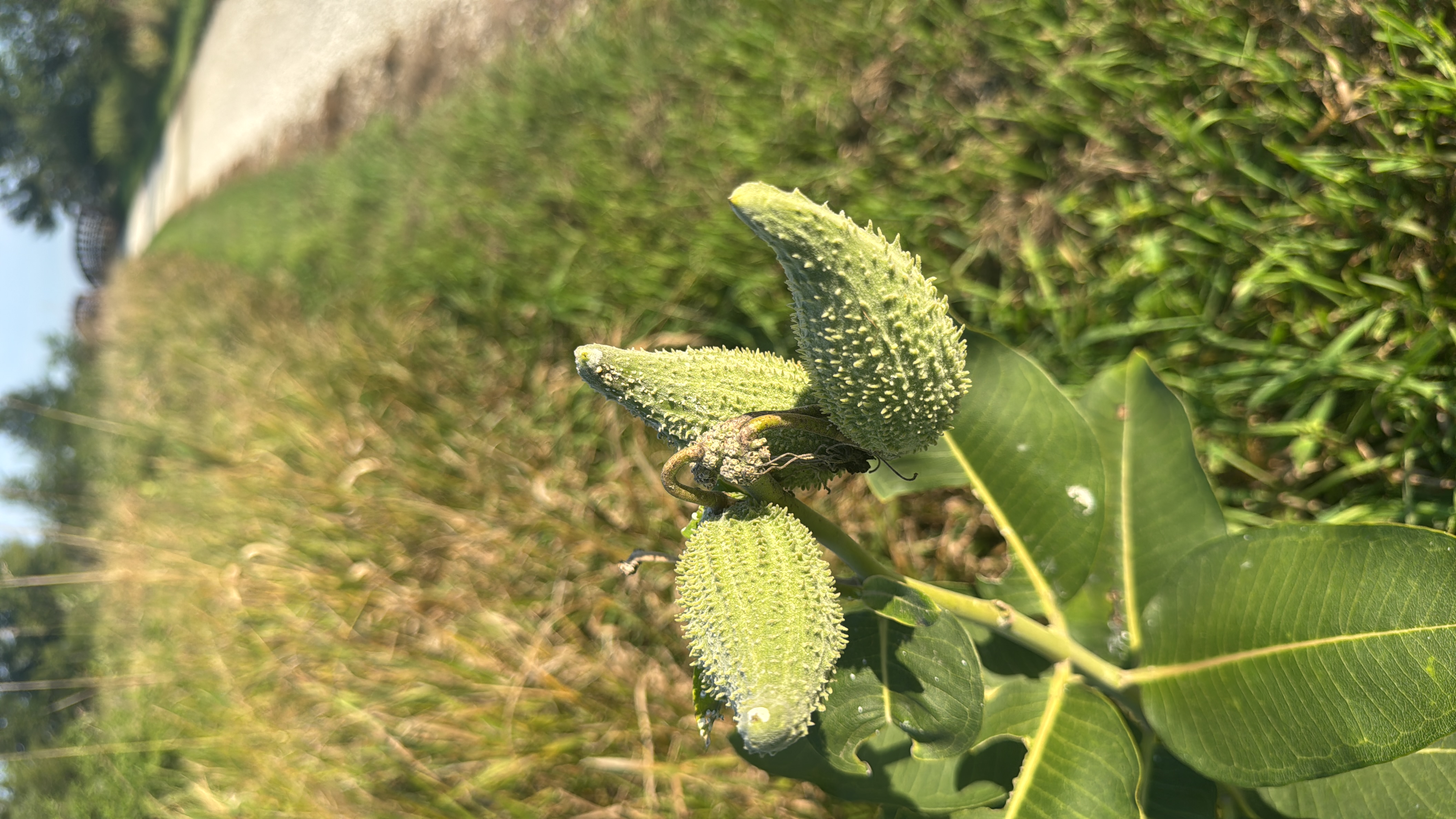 Milkweed seed pod