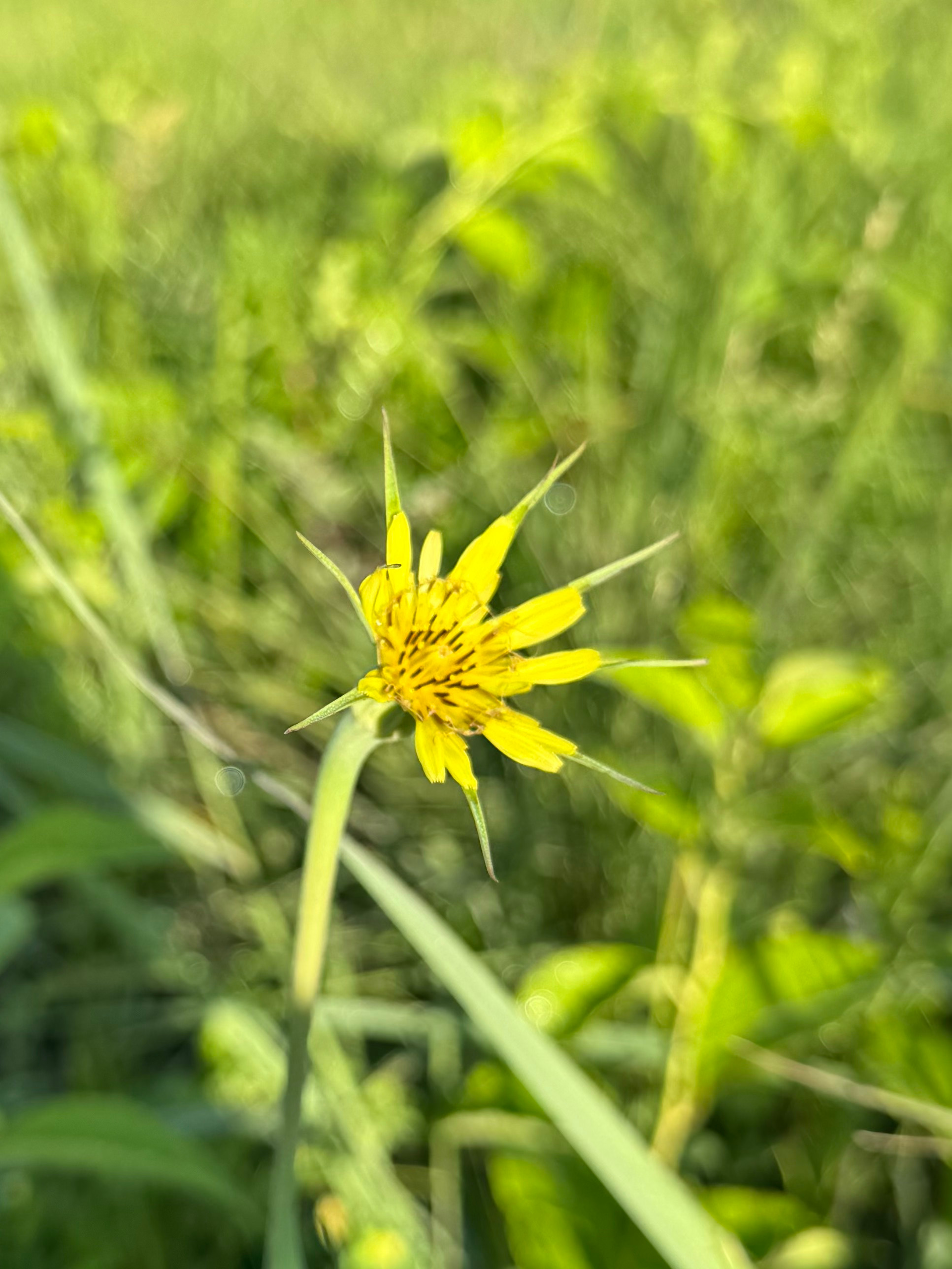 Yellow salsify flower