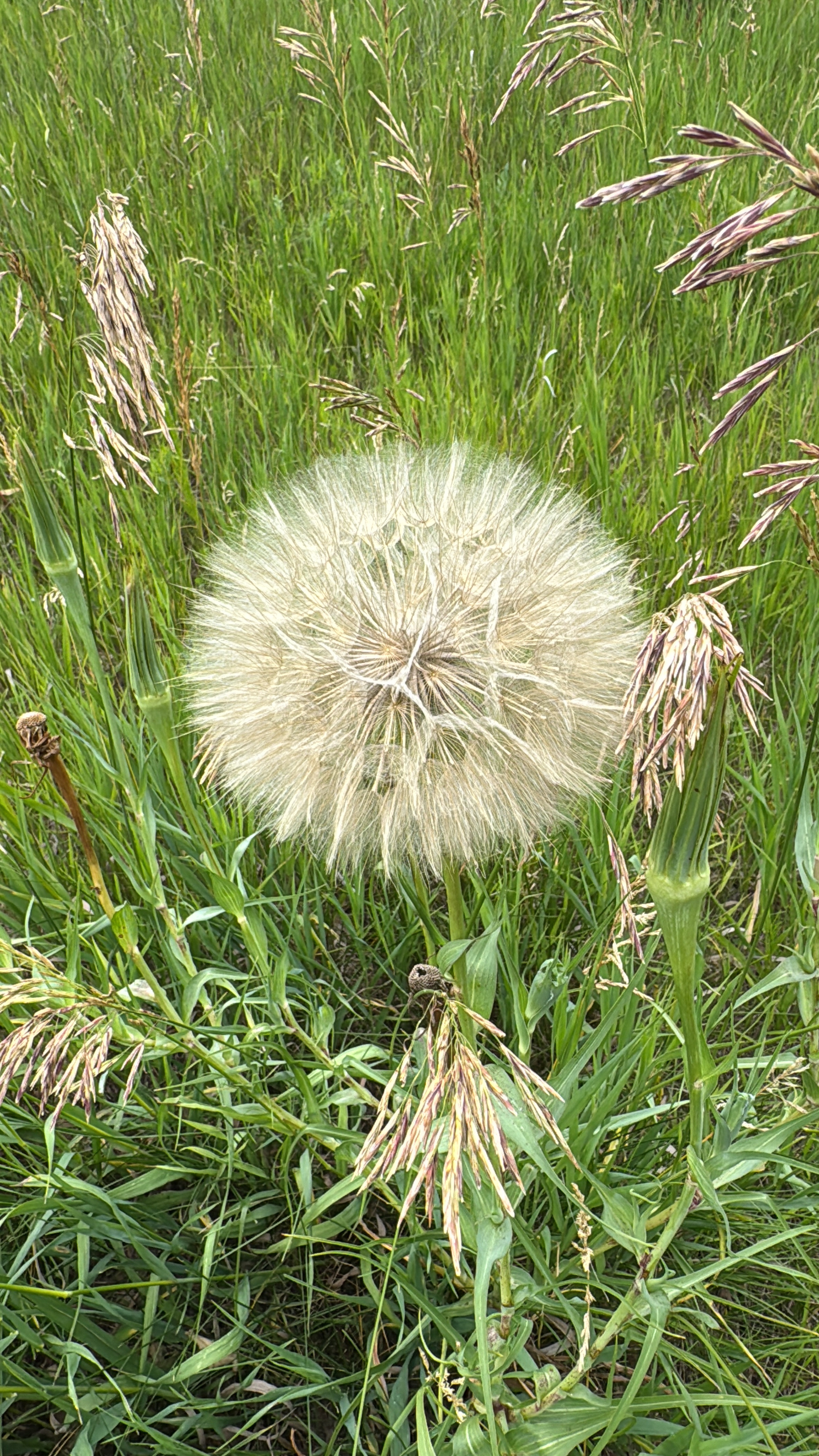 Yellow salsify seeds