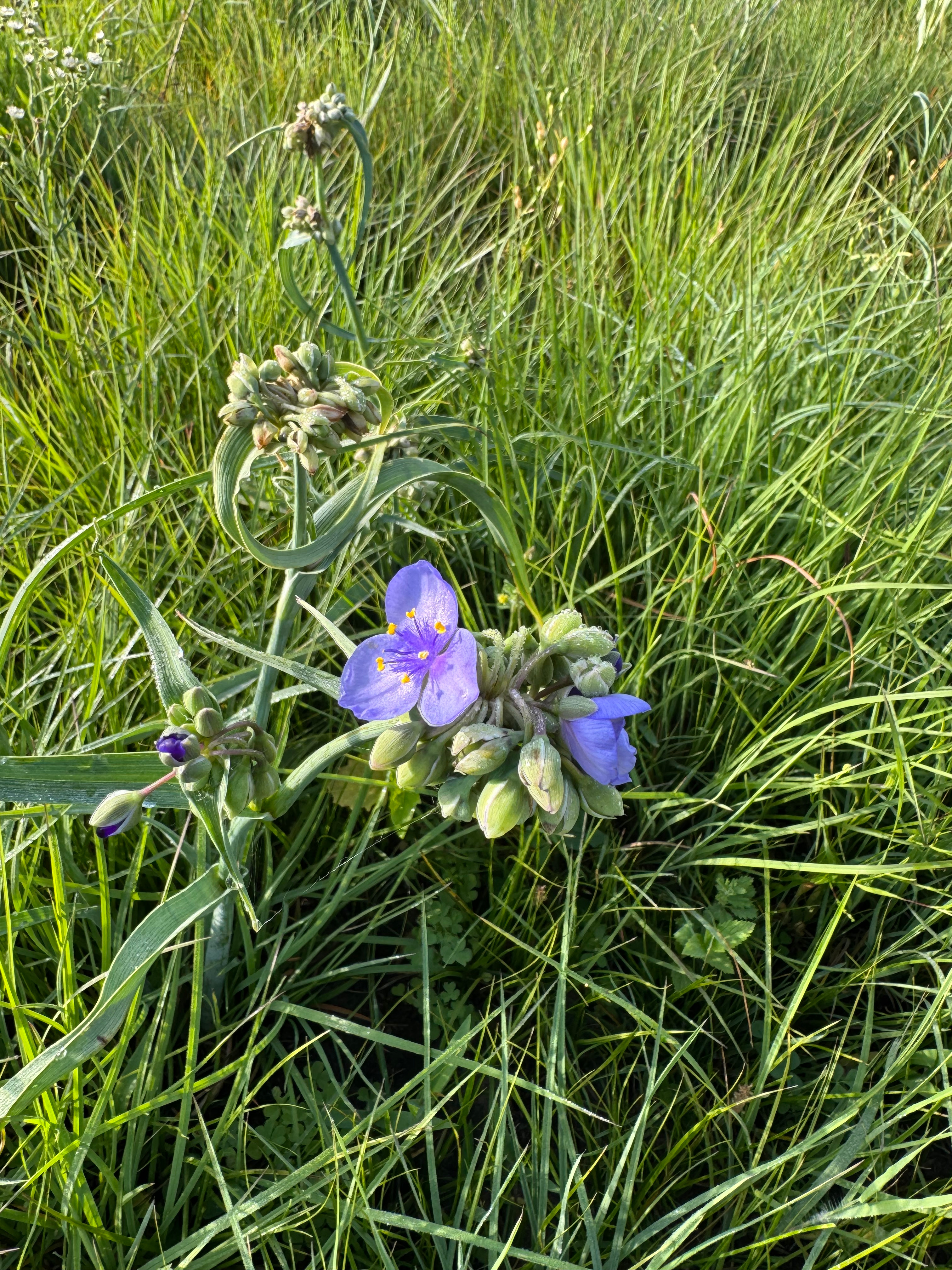 Spiderwort Flower and Seed