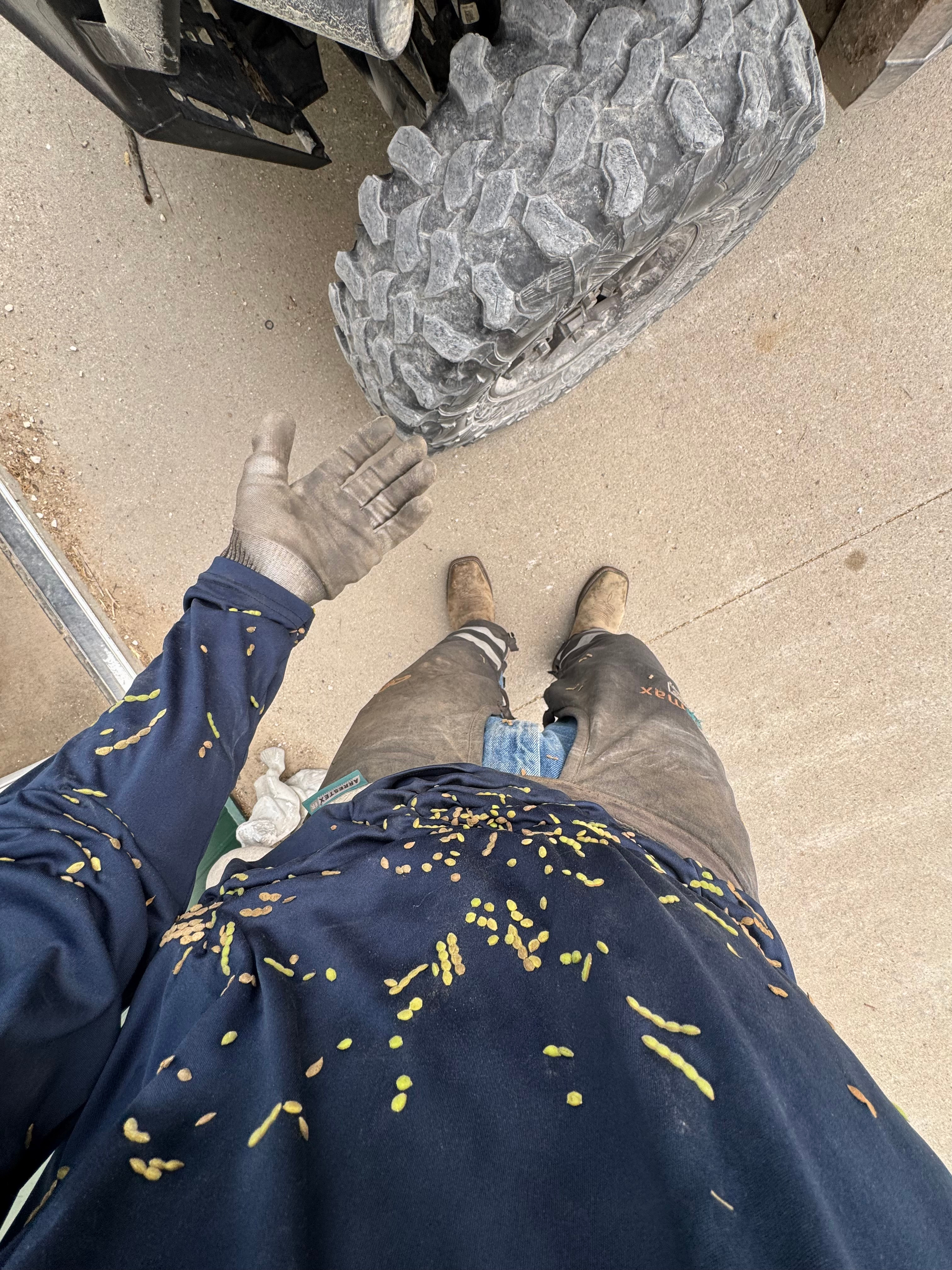 Showy tick trefoil seeds stuck to my clothing