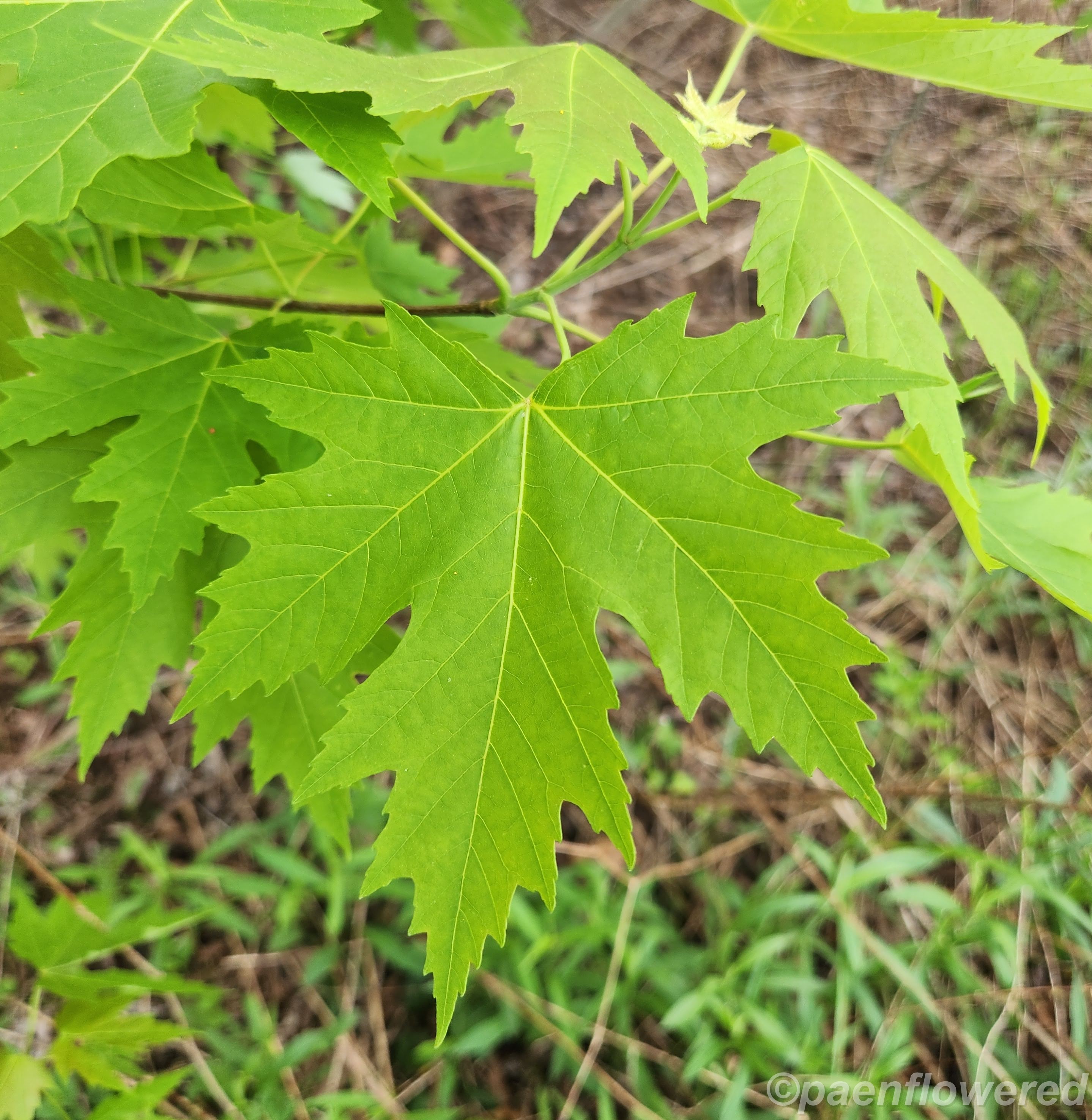 Silver Maple leaf