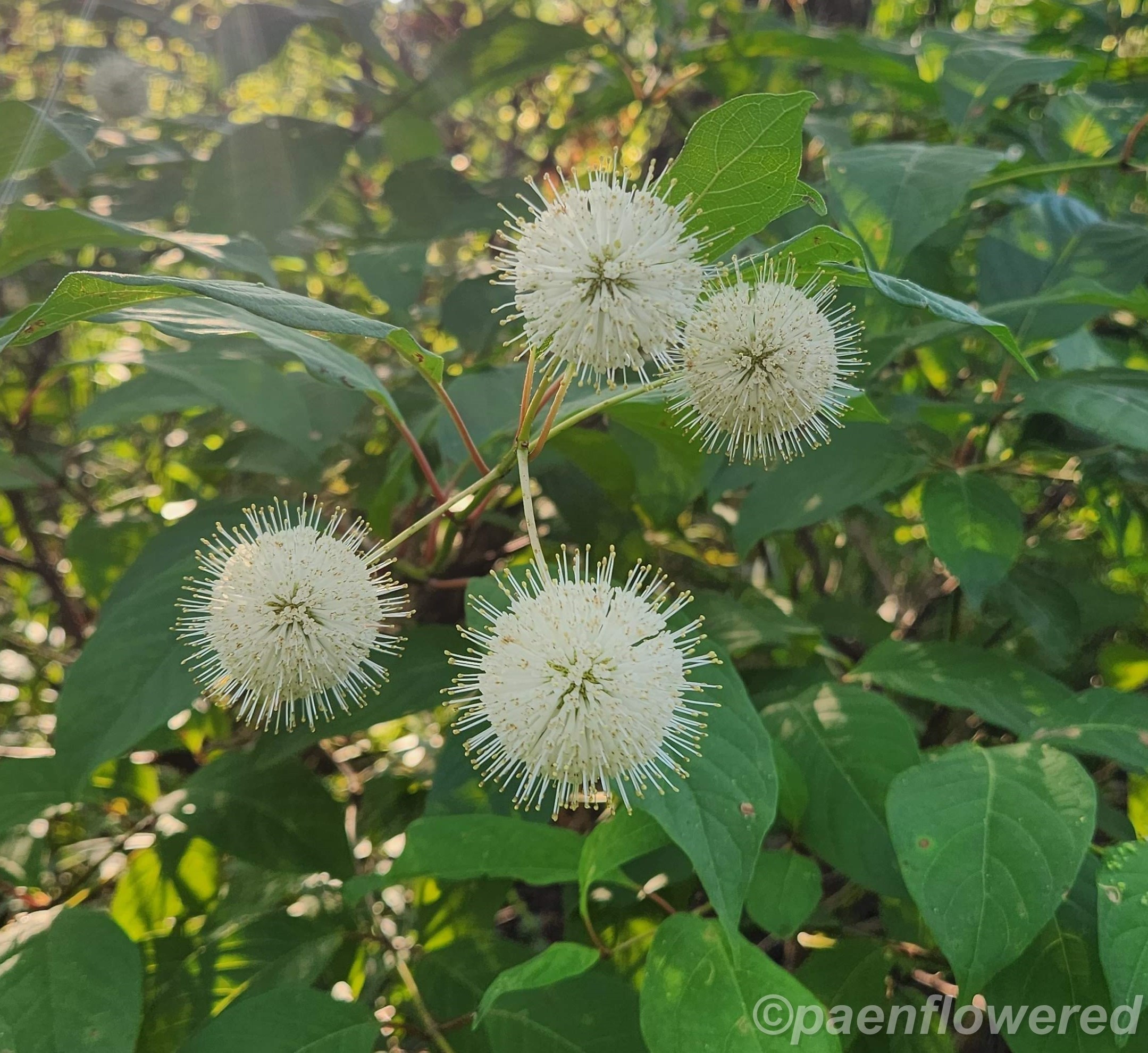 Buttonbush